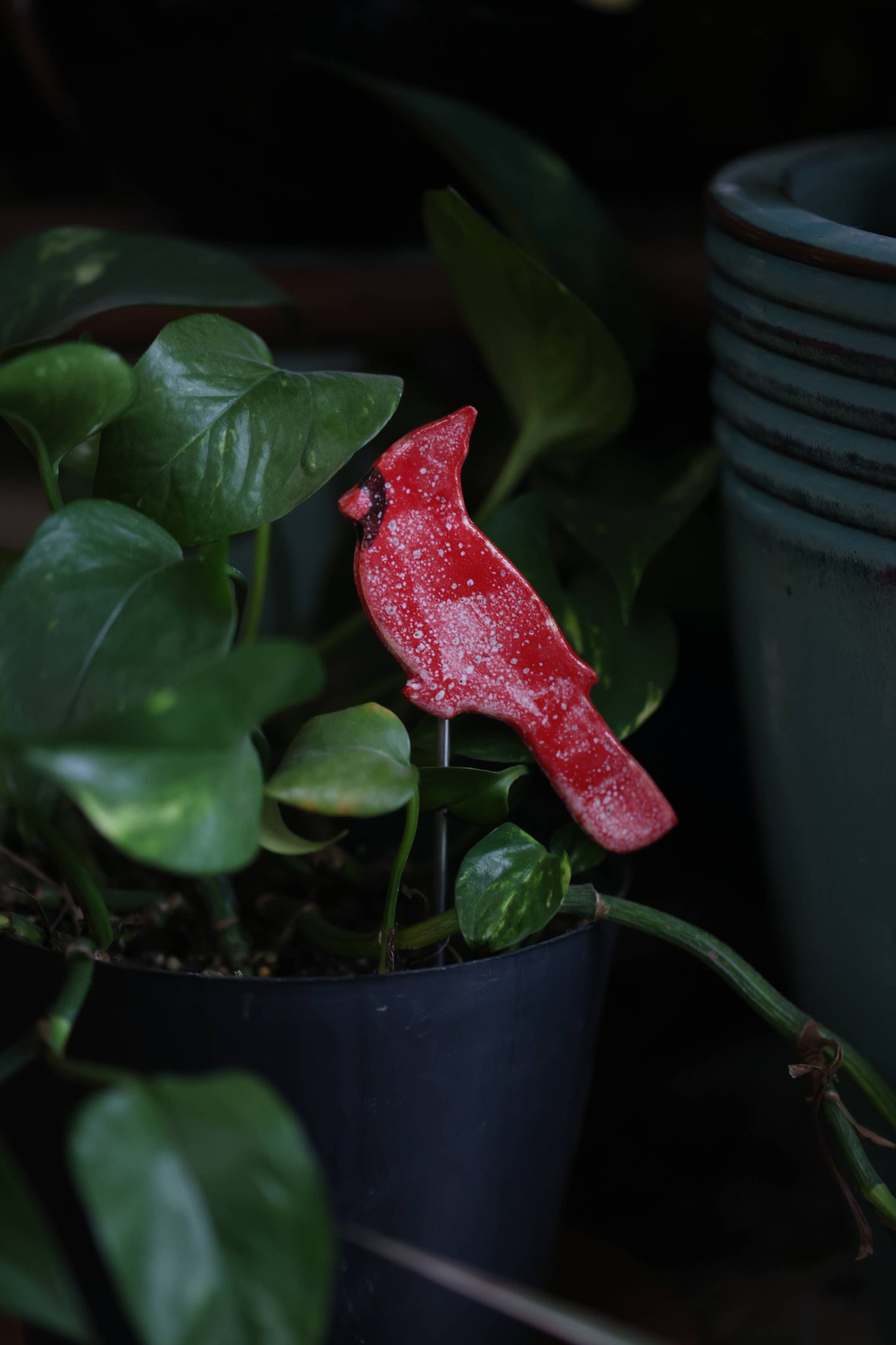 Cardinal Plant Buddies