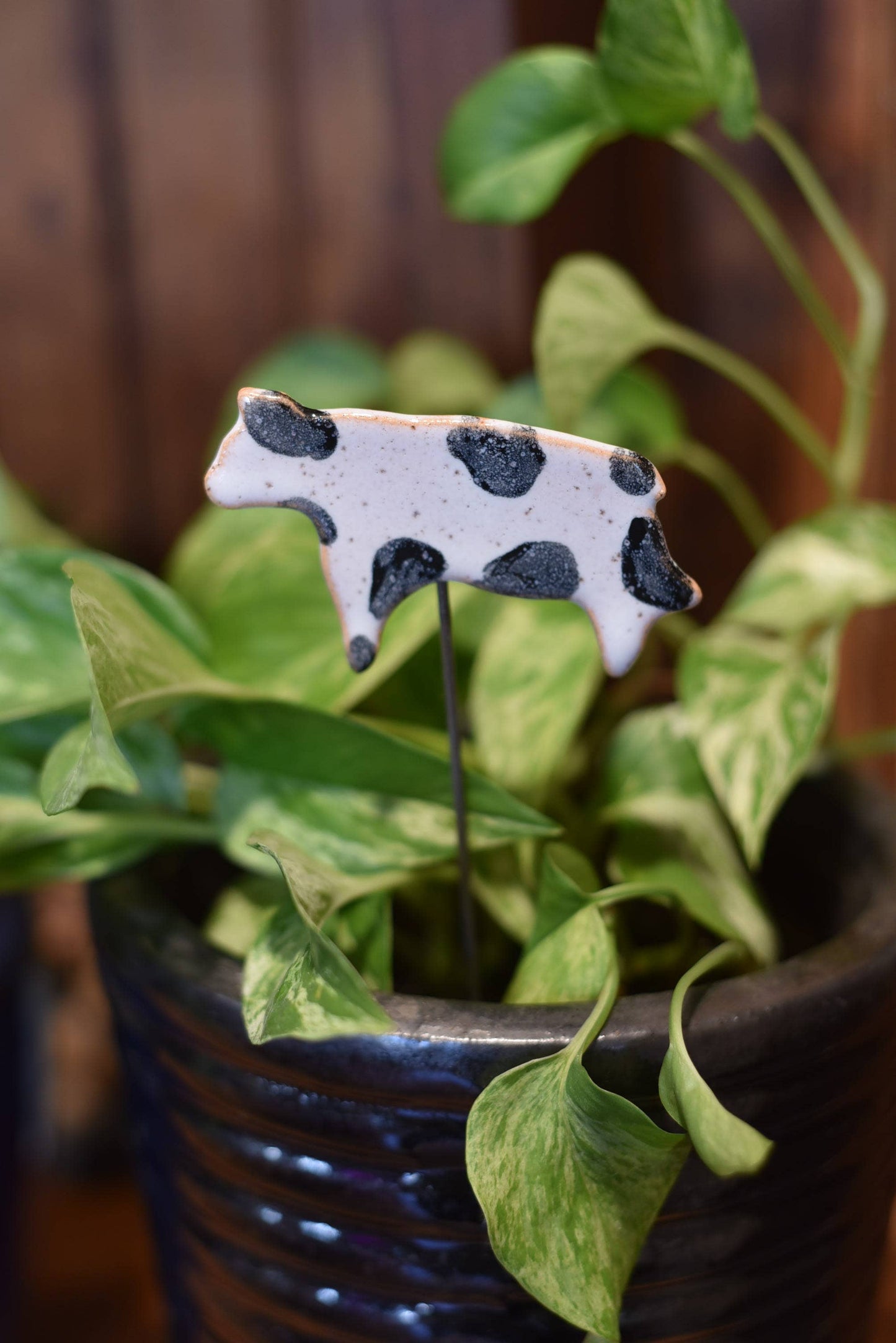 Cow Plant Buddies