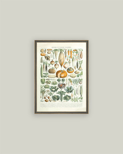 Legumes ET Plantes: 4x6