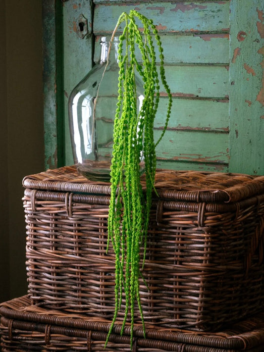 Green Hanging Amaranthus