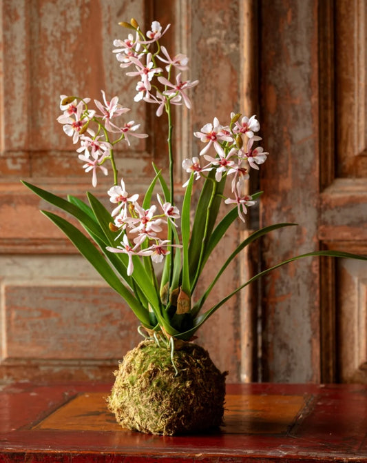 Variegated Pink Mini Orchid Small Moss Ball