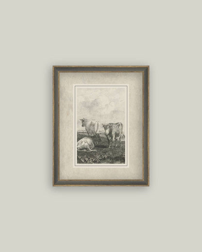 Cattle Sketch: 7x9