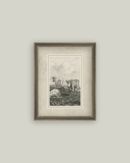 Cattle Sketch: 7x9