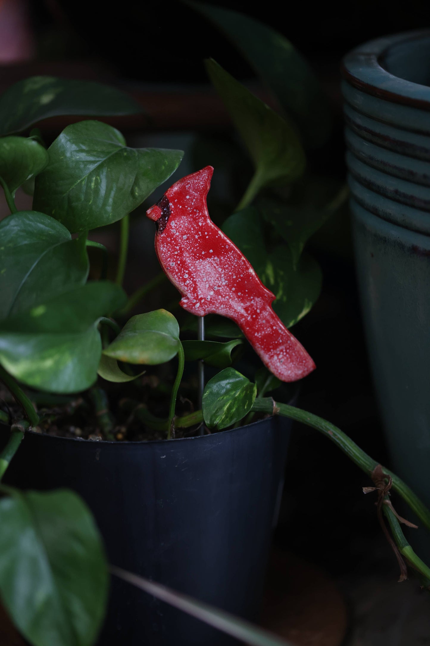 Cardinal Plant Buddies