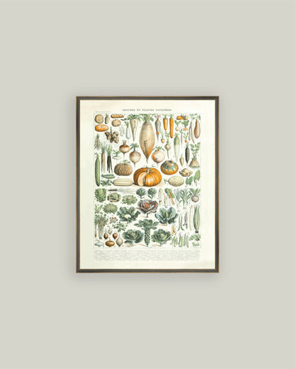 Legumes ET Plantes: 4x6
