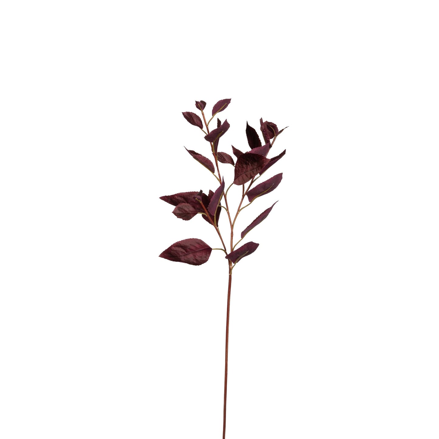 Coleus Stem Burgundy 30 Inch