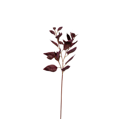 Coleus Stem Burgundy 30 Inch