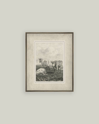 Cattle Sketch: 7x9