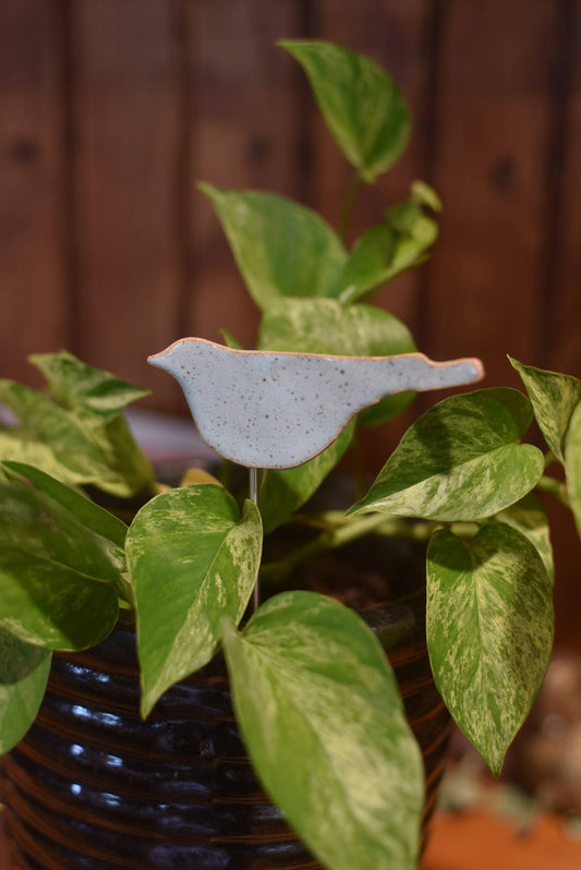Songbird Plant Buddies