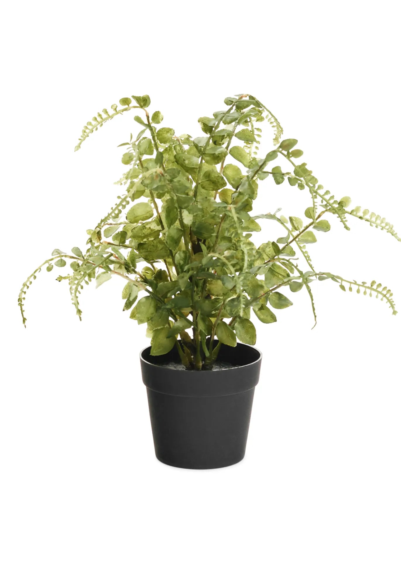 Potted Fern 9x14"