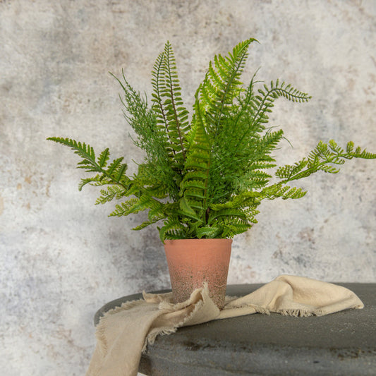 Potted Fern